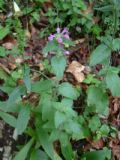 Clinopodium vulgare